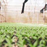 Find out more about studying agribusiness